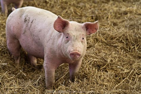 What Category Does Pig Falls Under In Animal Farming